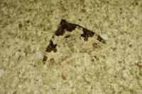 Xanthorhoe fluctuata