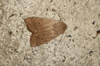 Orthosia cruda