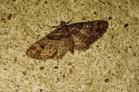 Gymnoscelis rufifasciata