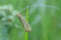 Nematopogon swammerdamella