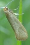 Nematopogon swammerdamella