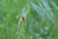 Nematopogon swammerdamella
