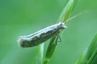 Plutella xylostella