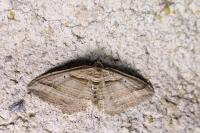 Costaconvexa polygrammata