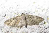 Eupithecia abbreviata