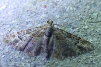 Gymnoscelis rufifasciata