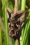 Autographa gamma
