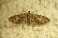 Eupithecia abbreviata