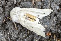 Spilosoma lubricipeda