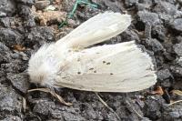Spilosoma lubricipeda