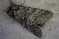 Drymonia ruficornis