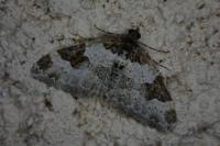 Xanthorhoe fluctuata