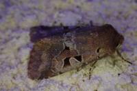 Orthosia gothica