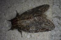 Peridea anceps