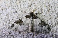 Xanthorhoe fluctuata