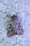 Orthosia gothica