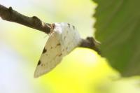 Lomographa bimaculata