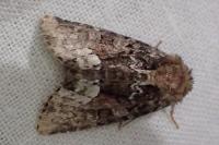 Oligia latruncula / Oligia strigilis / Oligia versicolor