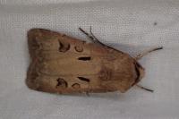 Agrotis exclamationis
