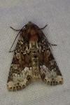Oligia latruncula / Oligia strigilis / Oligia versicolor