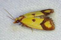 Agapeta zoegana