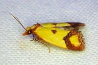 Agapeta zoegana