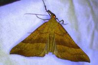 Hypena proboscidalis