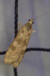 Nomophila noctuella
