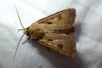 Agrotis exclamationis