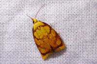 Acleris bergmanniana