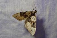 Cosmorhoe ocellata