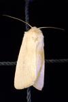 Mythimna sicula