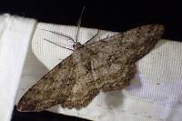 Hypomecis punctinalis