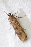 Nomophila noctuella