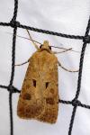 Agrotis exclamationis