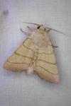 Charanyca trigrammica
