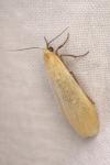 Wittia sororcula