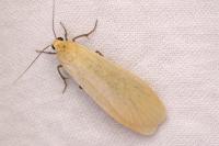Wittia sororcula