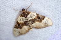 Cosmorhoe ocellata