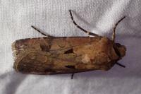 Agrotis exclamationis