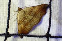 Laspeyria flexula