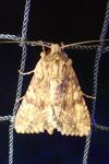 Apamea monoglypha