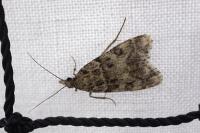 Eudonia mercurella