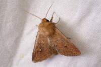 Mythimna albipuncta