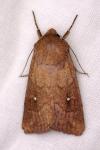 Mythimna albipuncta
