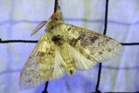 Calliteara pudibunda