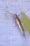 Plutella xylostella