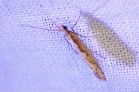 Plutella xylostella
