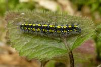 Callimorpha dominula