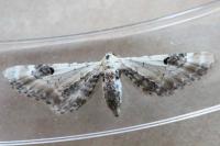 Eupithecia centaureata